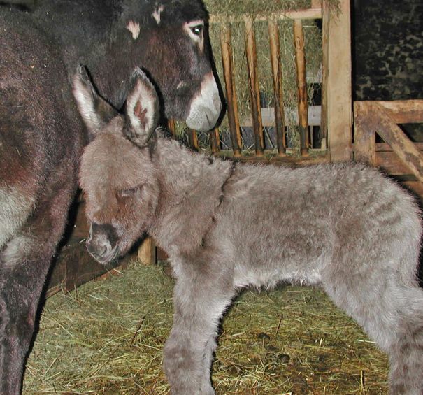 Kleiner Baby-Esel mit Mutter-Esel