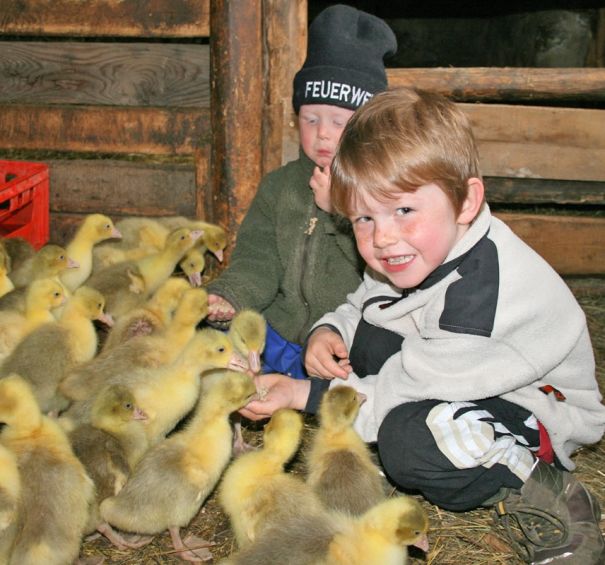 Kinder im Stall bei kleinen Küken