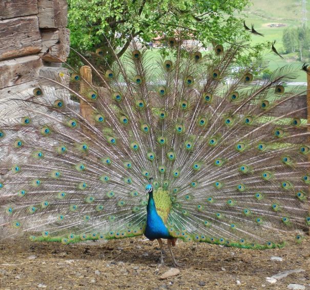 Pfau mit geöffnetem Pfauenrad