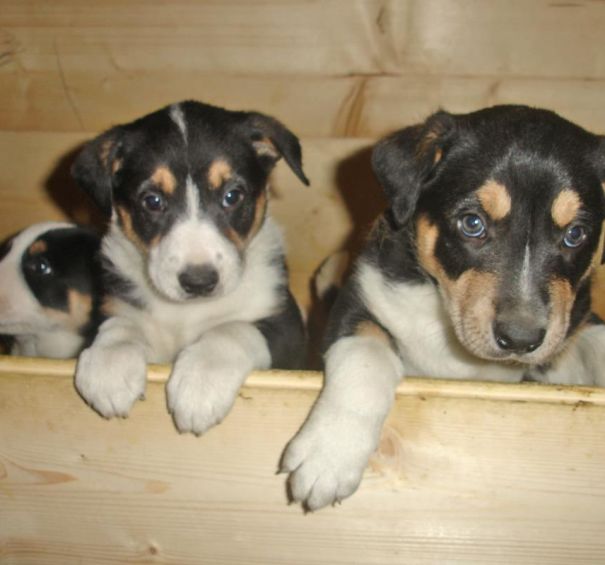 Kleine Hundewelpen